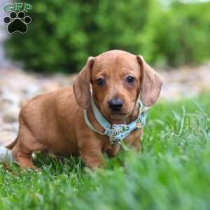 Ace, Dachshund Puppy